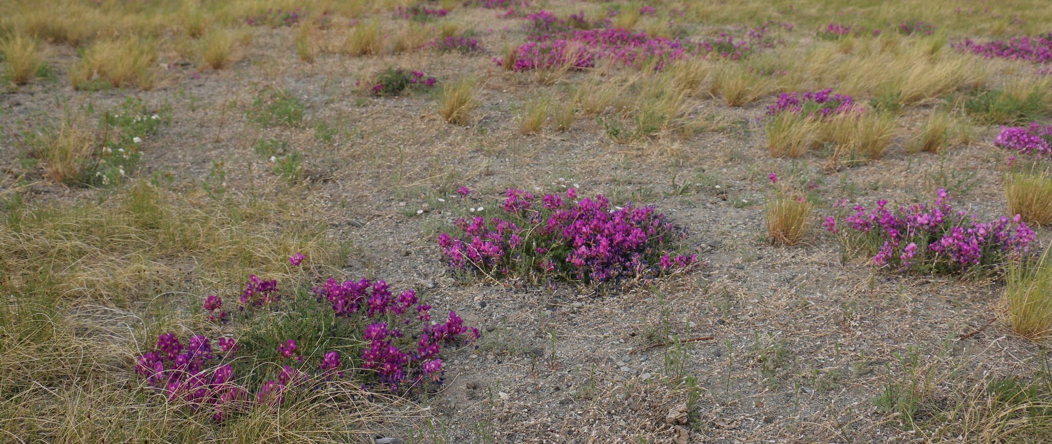 Image de Oxytropis prostrata (Pall.) DC.