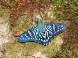 Image of Phocides johnsoni