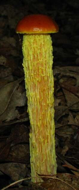 Image of Aureoboletus betula