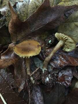 Image of Callistosporium luteo-olivaceum (Berk. & M. A. Curtis) Singer 1946