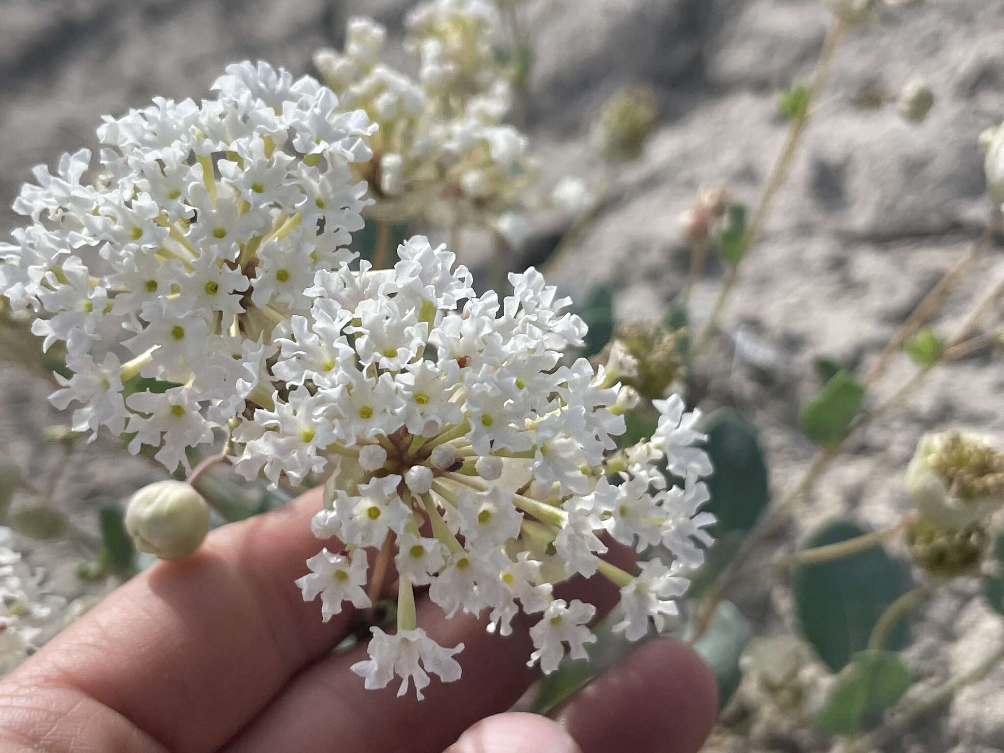 Image of clay sand verbena