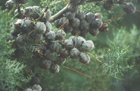 Cupressus arizonica var. glabra (Sudw.) Little resmi