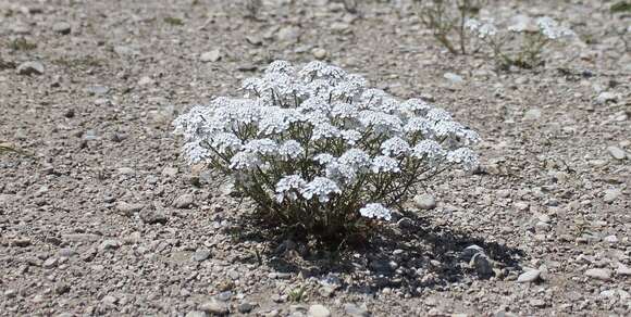 Imagem de Iberis pinnata L.