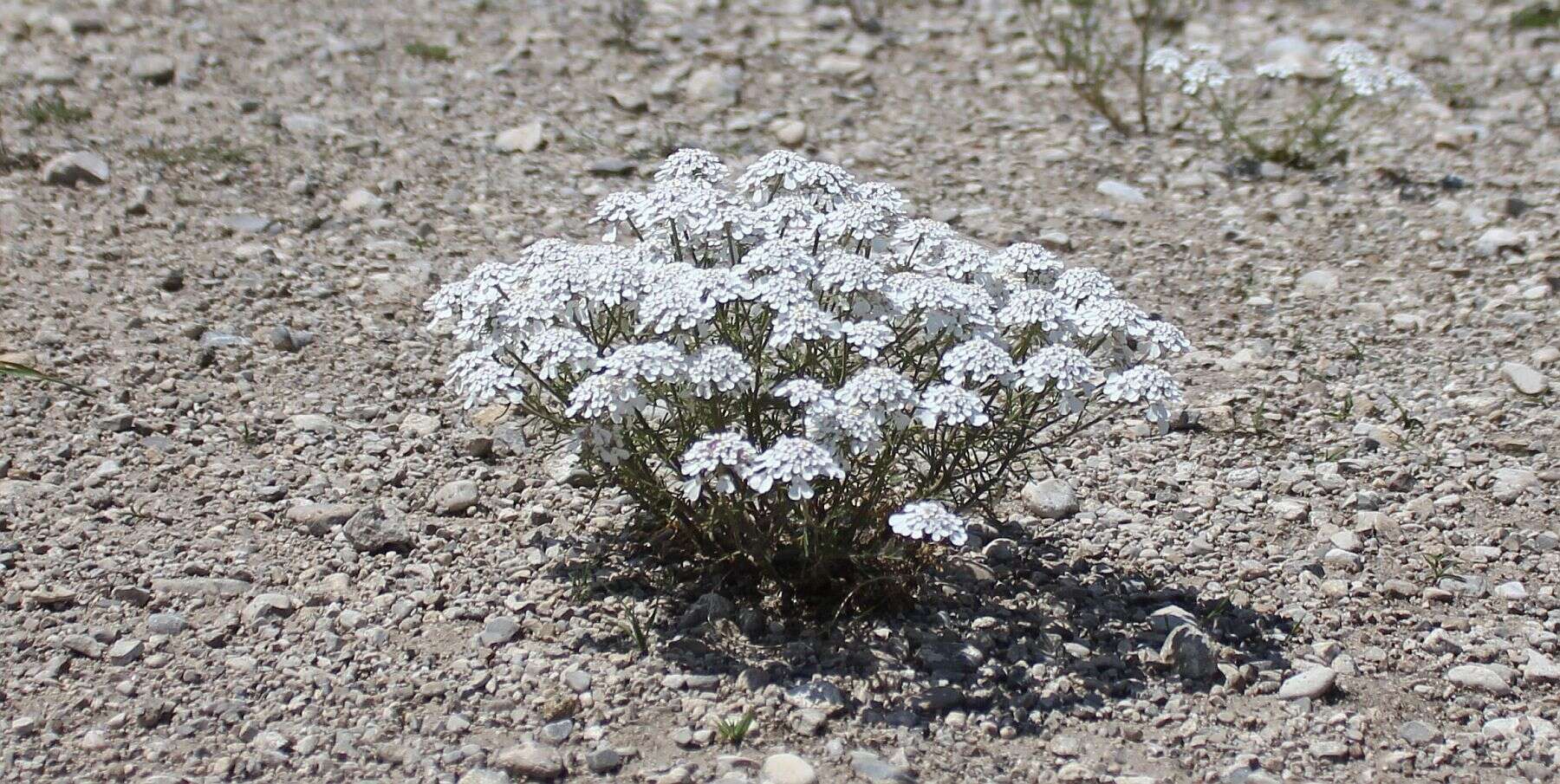 Image of annual candytuft