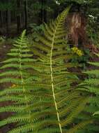 Image of marsh fern family