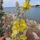 Image de Verbascum niveum subsp. garganicum (Ten.) Murb.