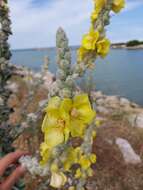 Image of Verbascum niveum subsp. garganicum (Ten.) Murb.