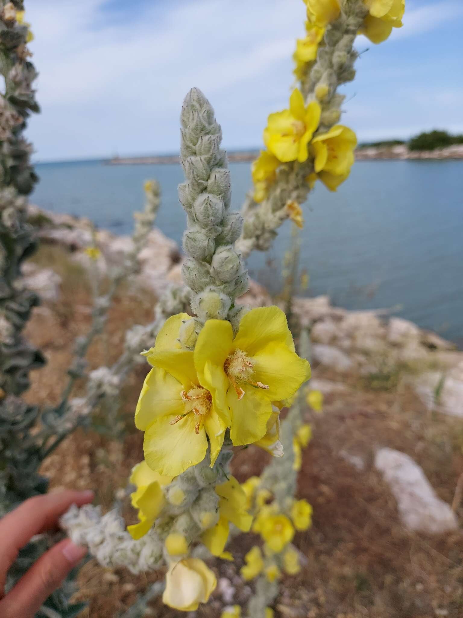 Image of Verbascum niveum subsp. garganicum (Ten.) Murb.