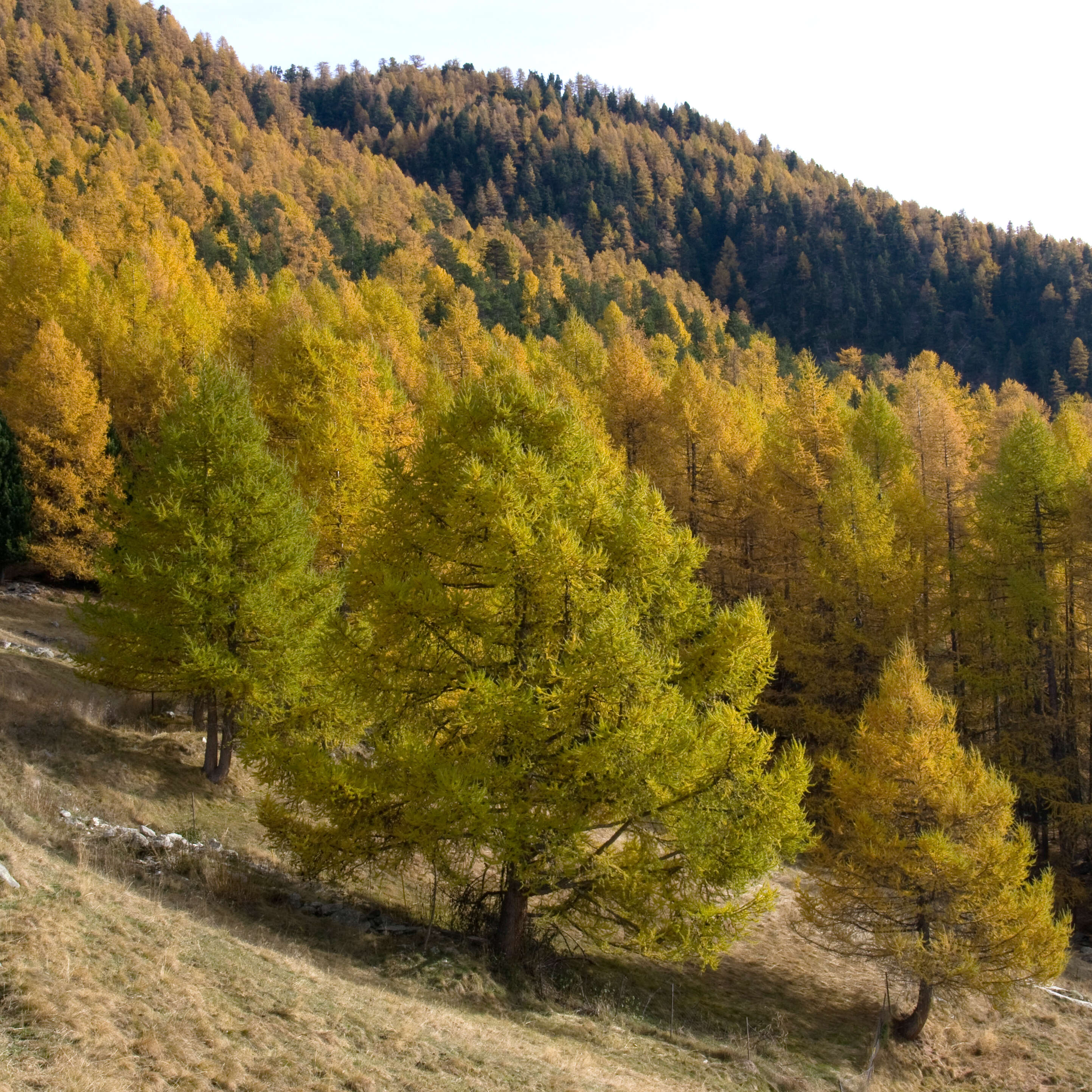 Plancia ëd Larix decidua Mill.