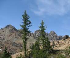 Image of Alpine Larch