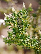 Image of Olearia minor (Benth.) N. S. Lander