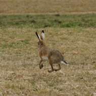 Image of brown hare, european hare