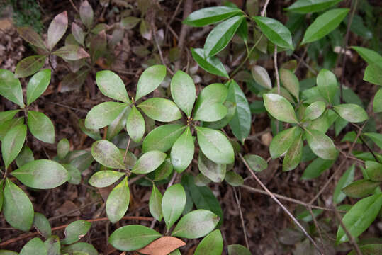 Image of Litsea rotundifolia var. oblongifolia (Nees) C. K. Allen