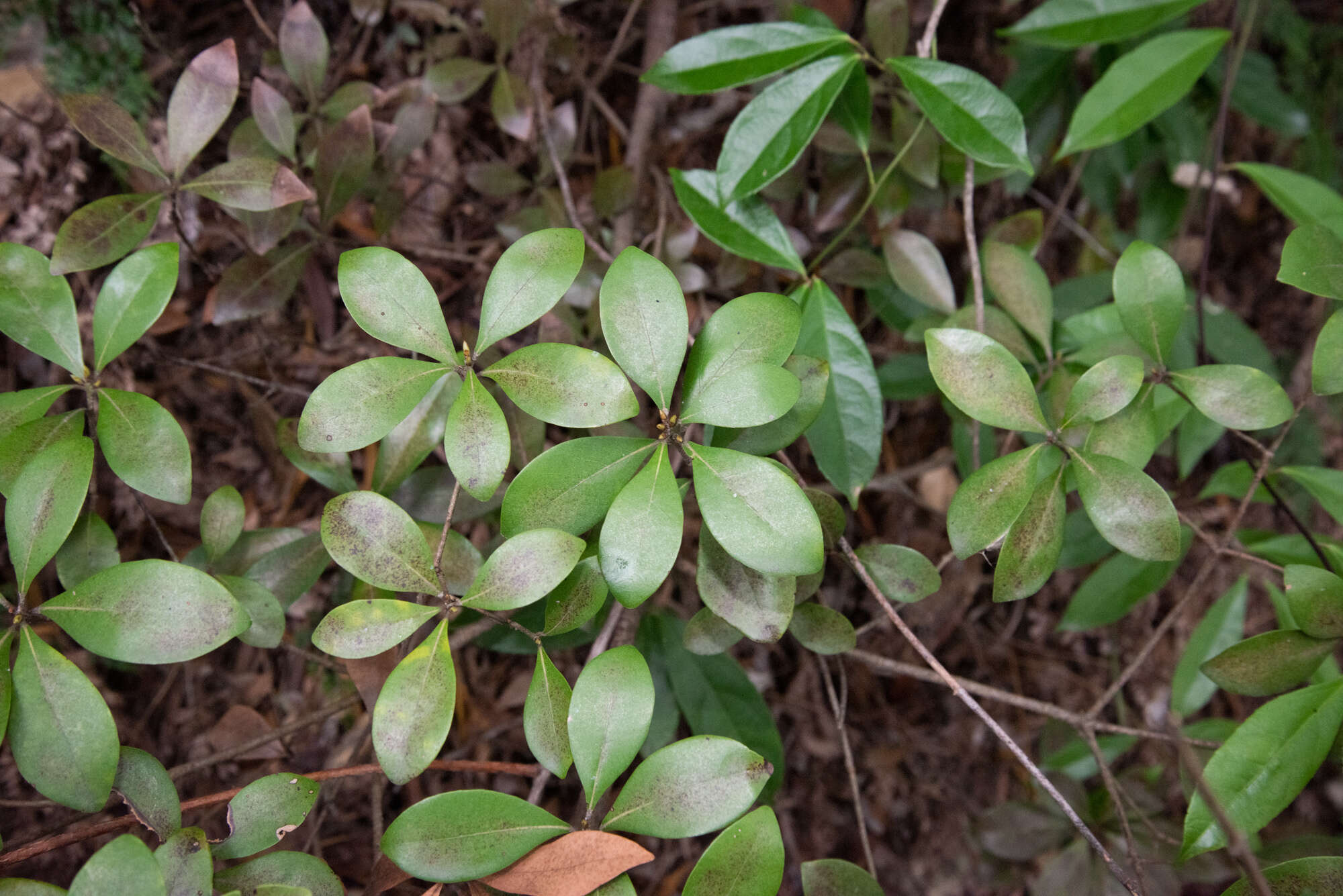 Sivun Litsea rotundifolia var. oblongifolia (Nees) C. K. Allen kuva