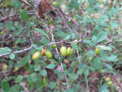 Image of Japanese barberry