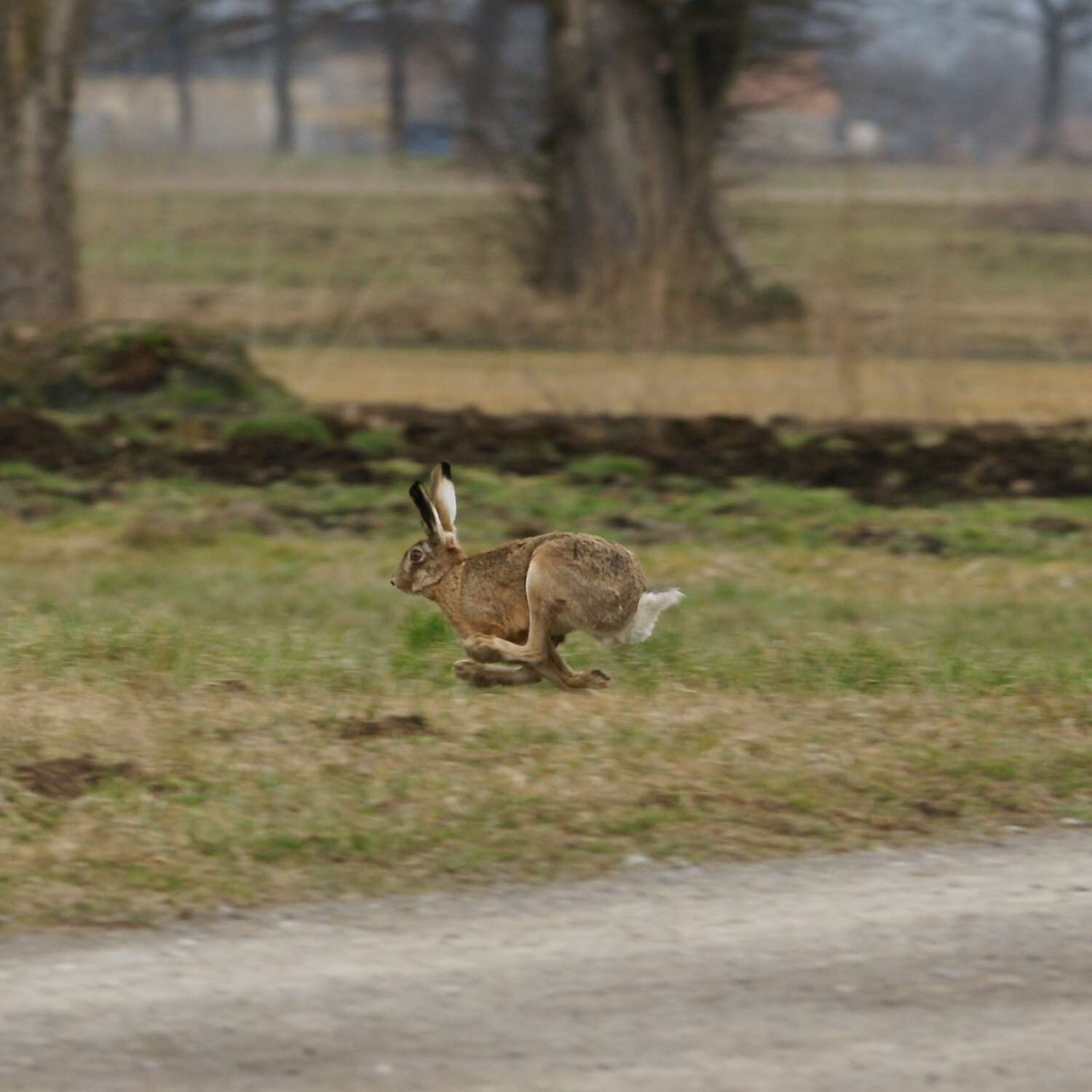 Image of brown hare, european hare