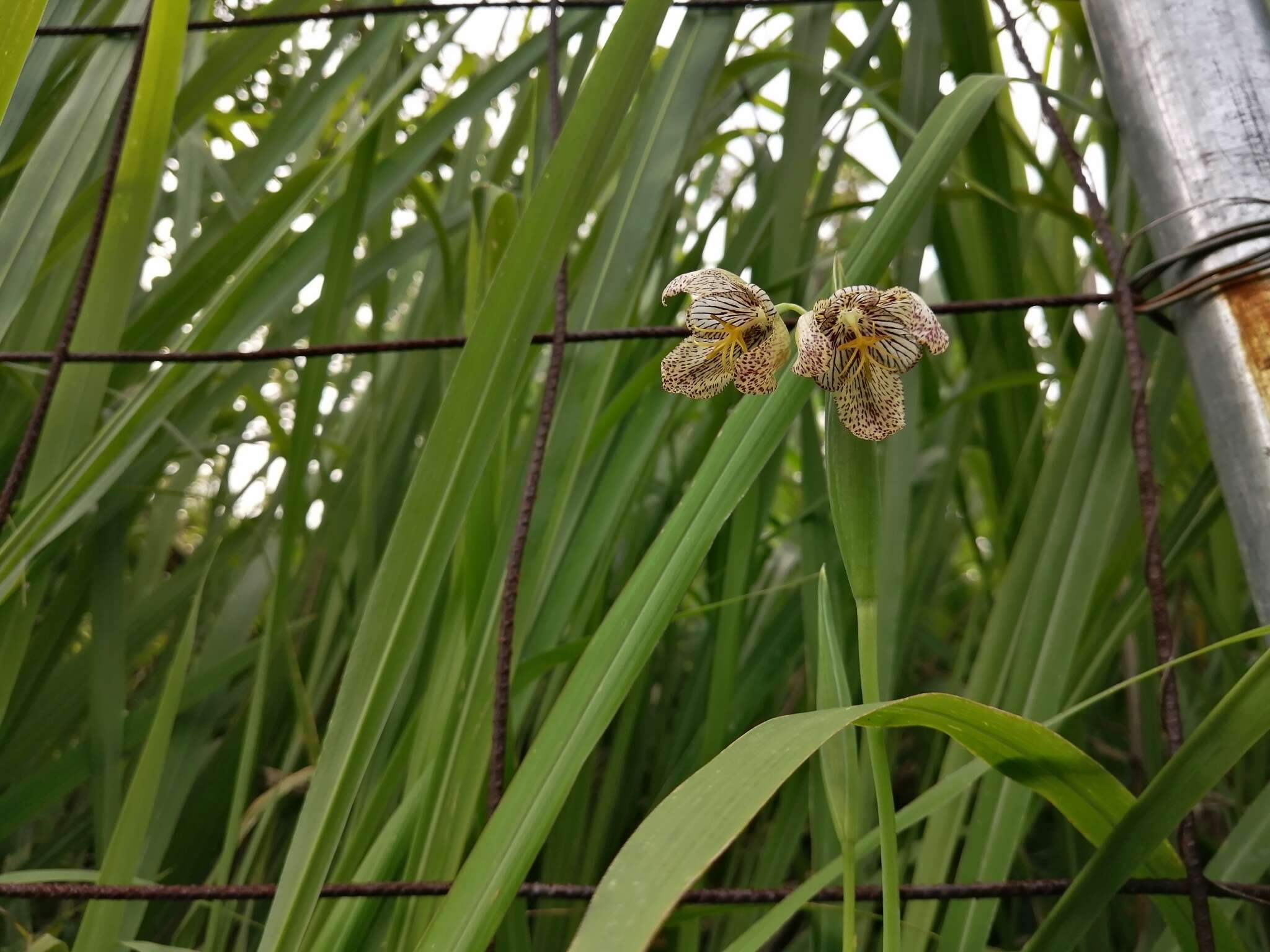 Image of Tigridia ehrenbergii subsp. ehrenbergii