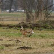 Image of brown hare, european hare