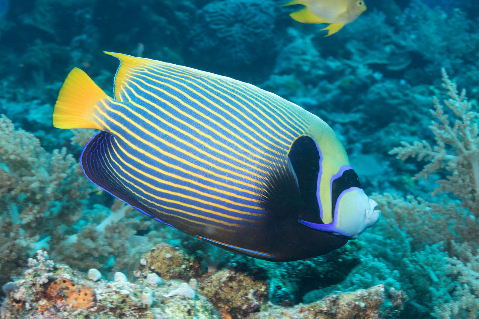 Image of Angelfish