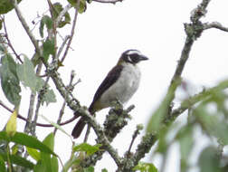 Image of Black-winged Saltator