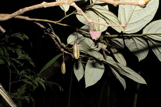 Image of Aristolochia tricaudata Lem.