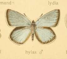 Image of Polyommatus dorylas