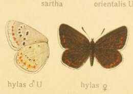 Image of Polyommatus dorylas