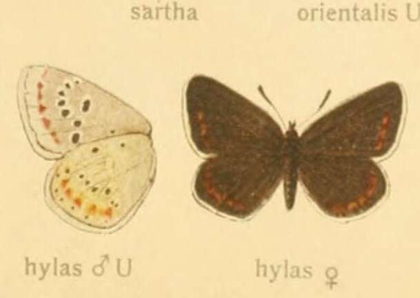 Image of Polyommatus dorylas