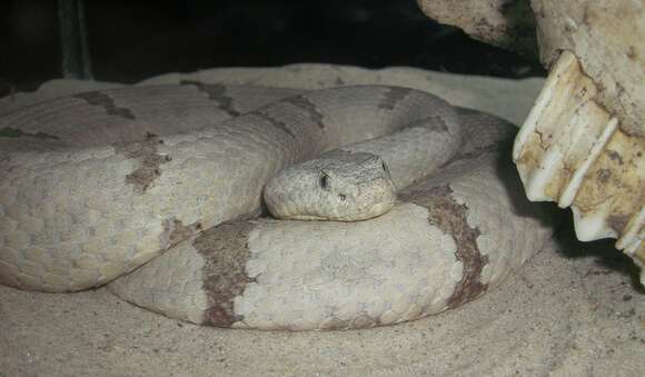 Crotalus lepidus (Kennicott 1861) resmi