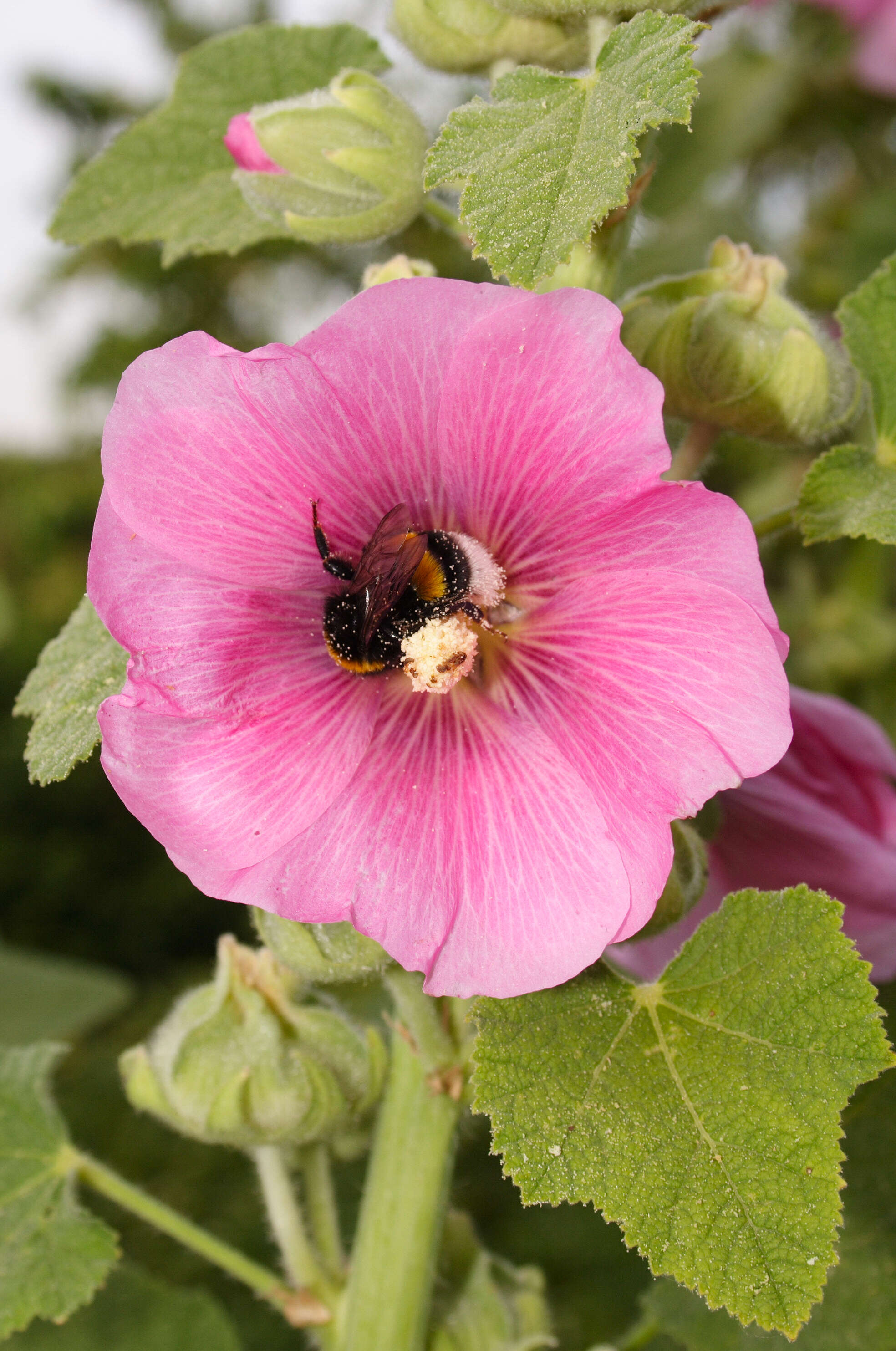 Image of hollyhock