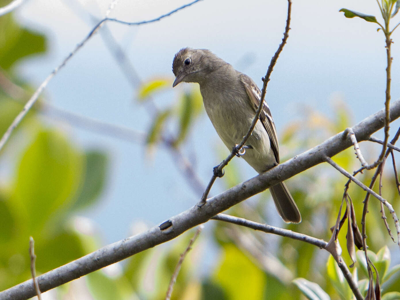 Image of Lesser Elaenia