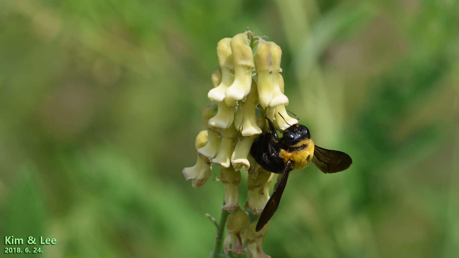 Imagem de Xylocopa appendiculata Smith 1852