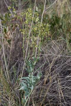 Слика од Mirabilis glabra (S. Wats.) Standl.