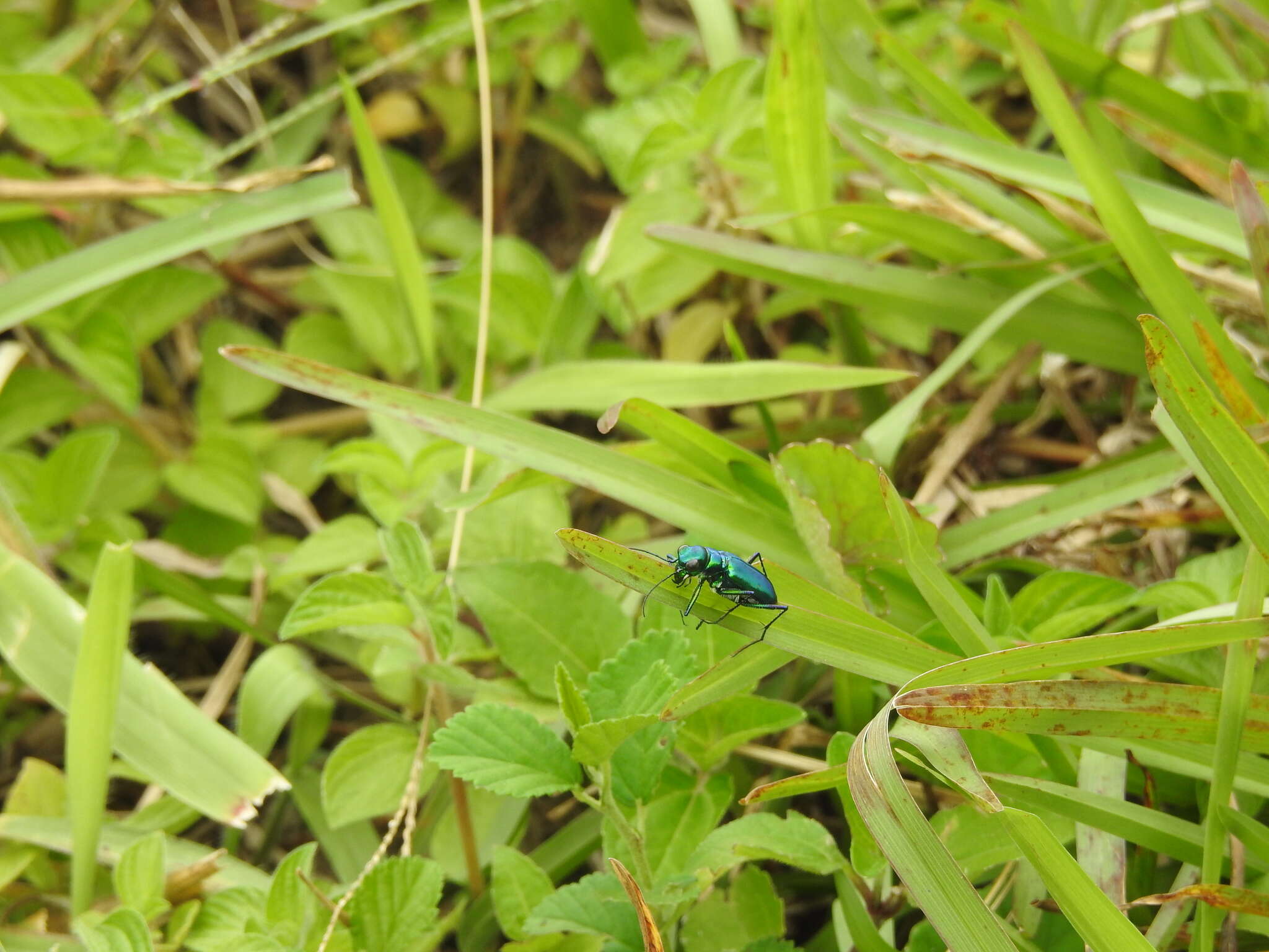 Plancia ëd Cicindela (Calochroa) whithillii (Hope 1838)