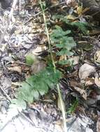 Image of Blechnum hastatum Kaulf.