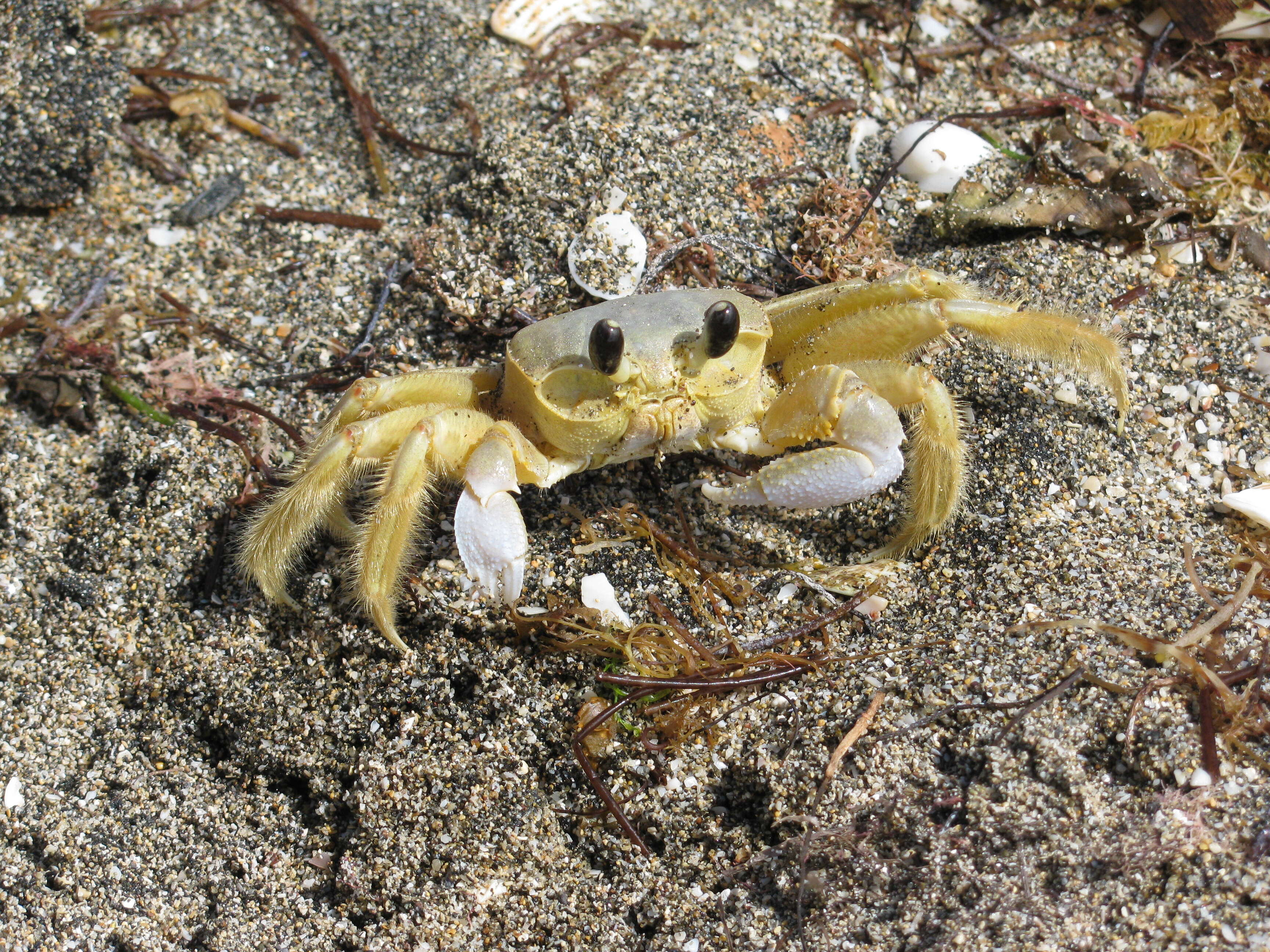 Image of Atlantic Ghost Crab