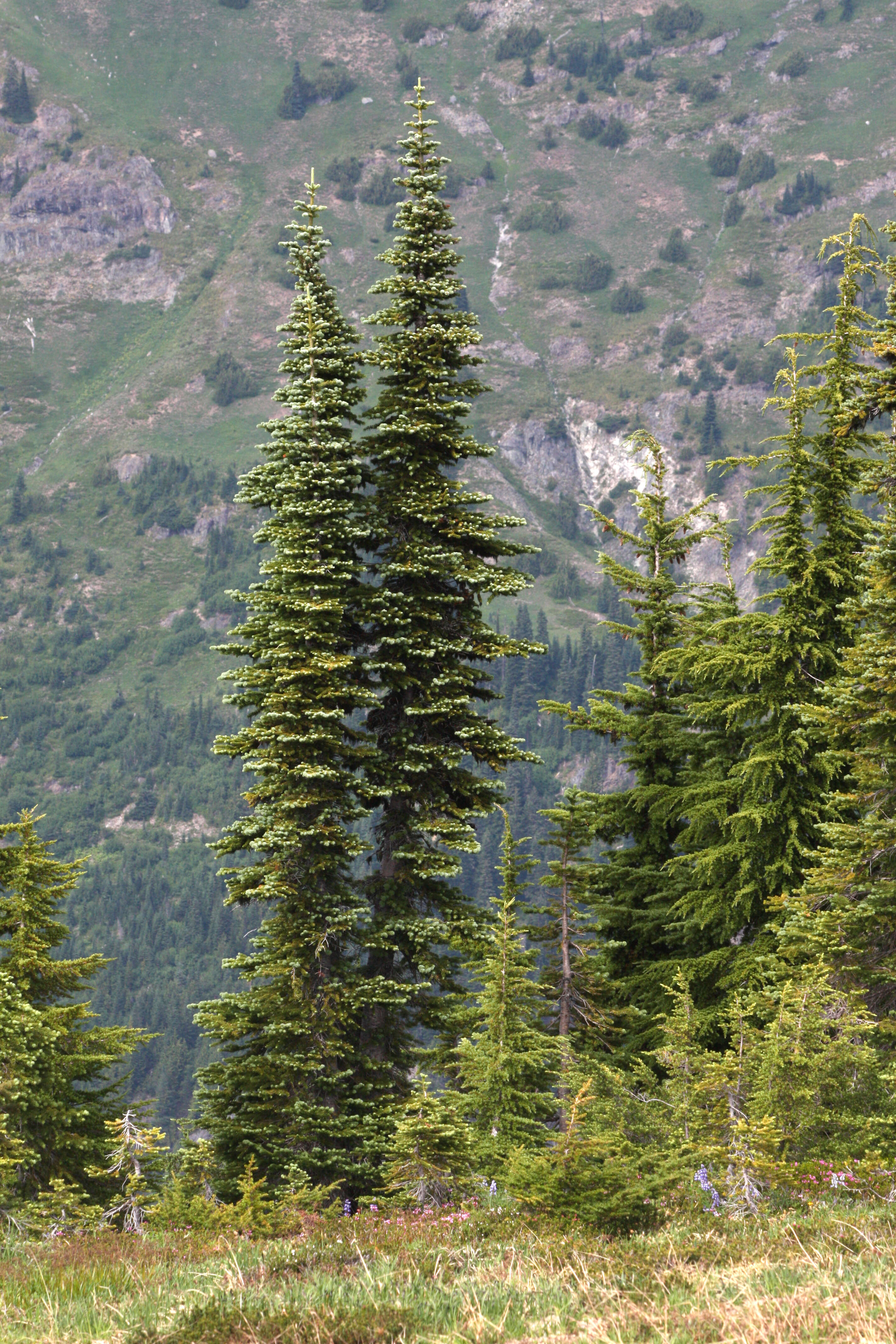 Image of Mountain Hemlock