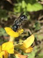 Image of Mason bee