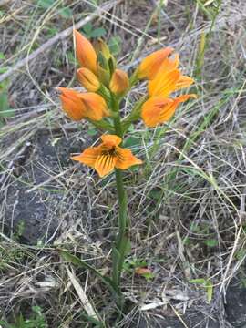 Image of Chloraea nudilabia Poepp.