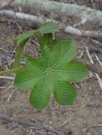 Image of Jatropha nudicaulis Benth.