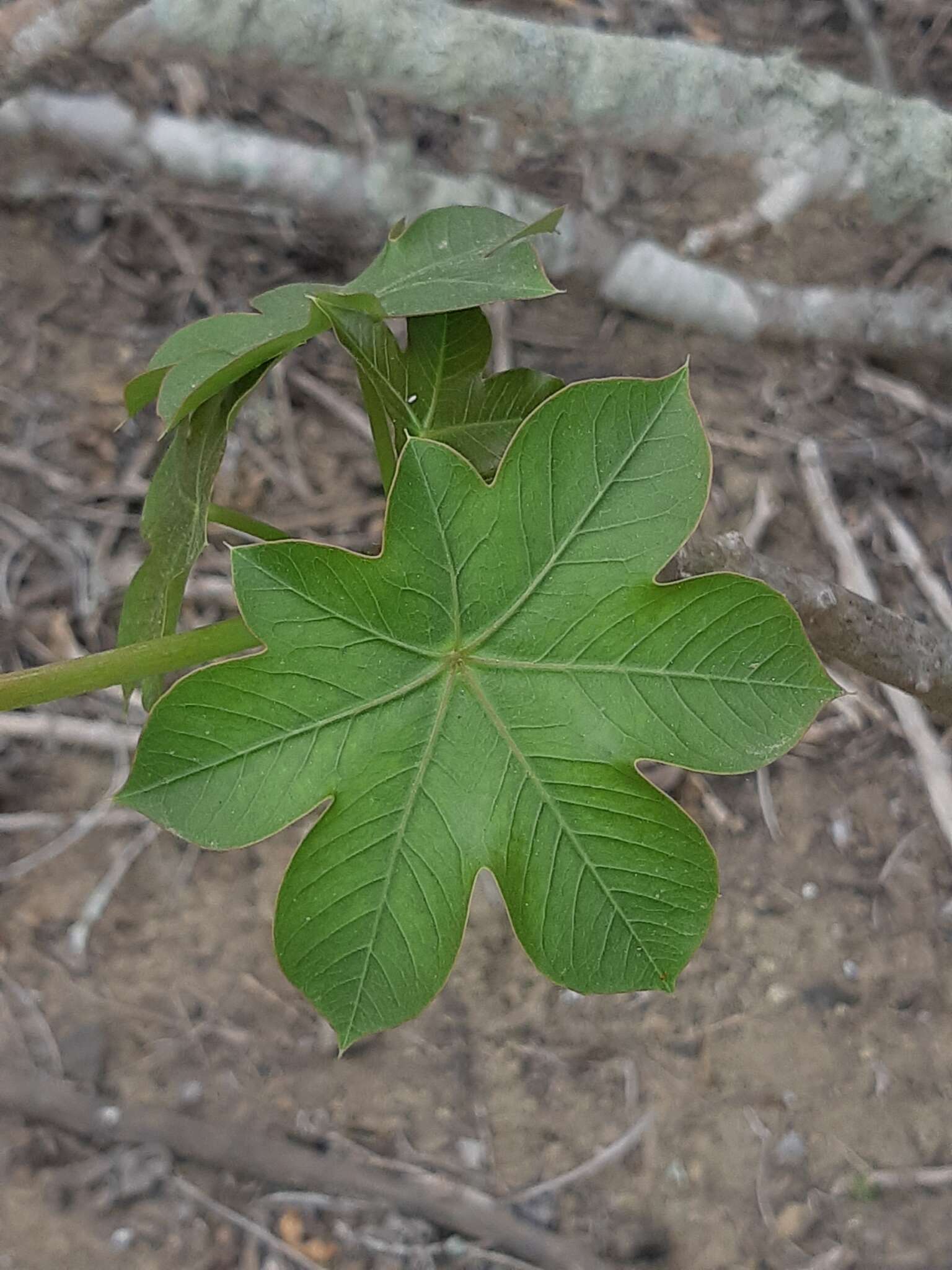 Image of Jatropha nudicaulis Benth.