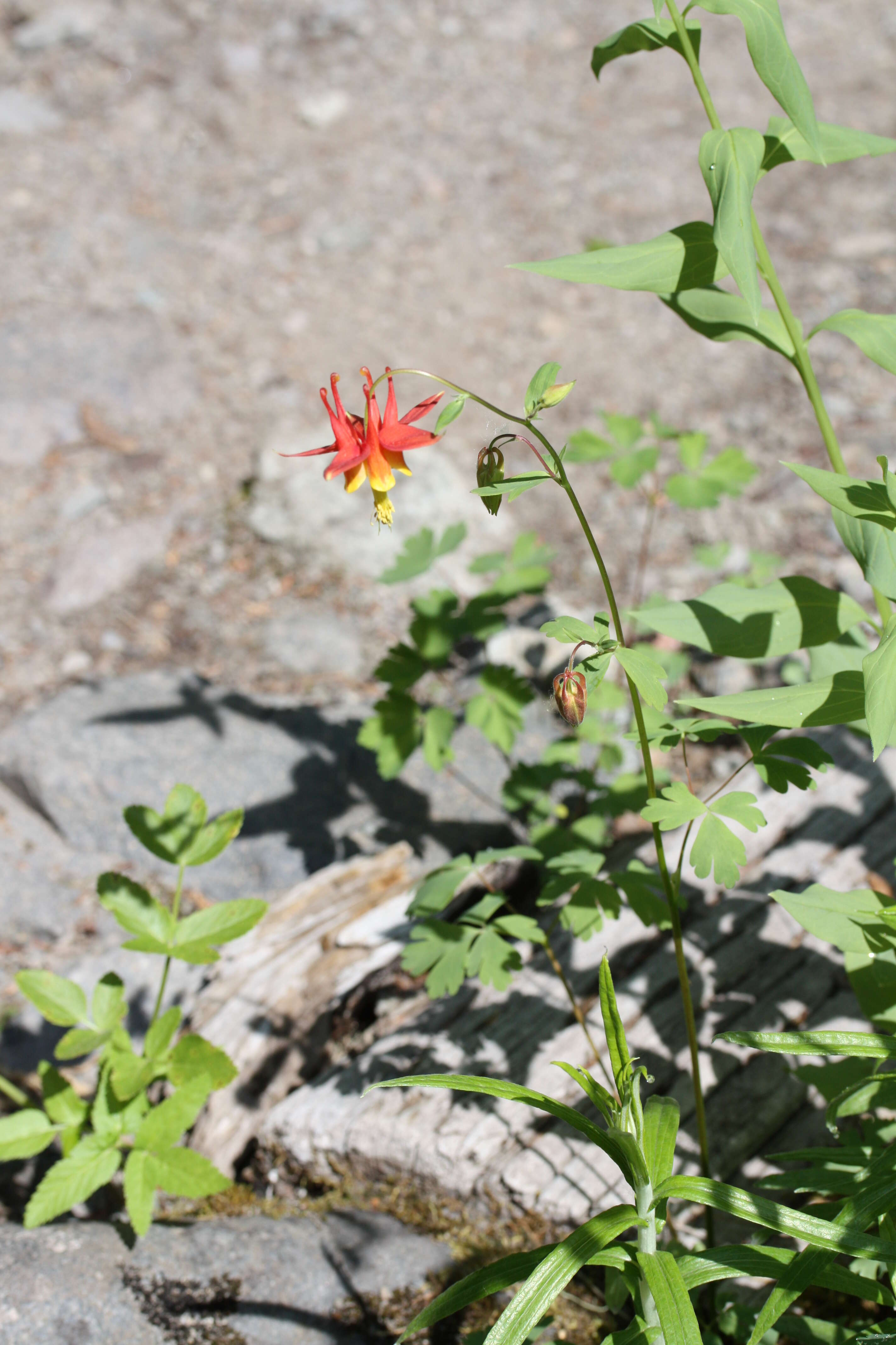 Image of western columbine