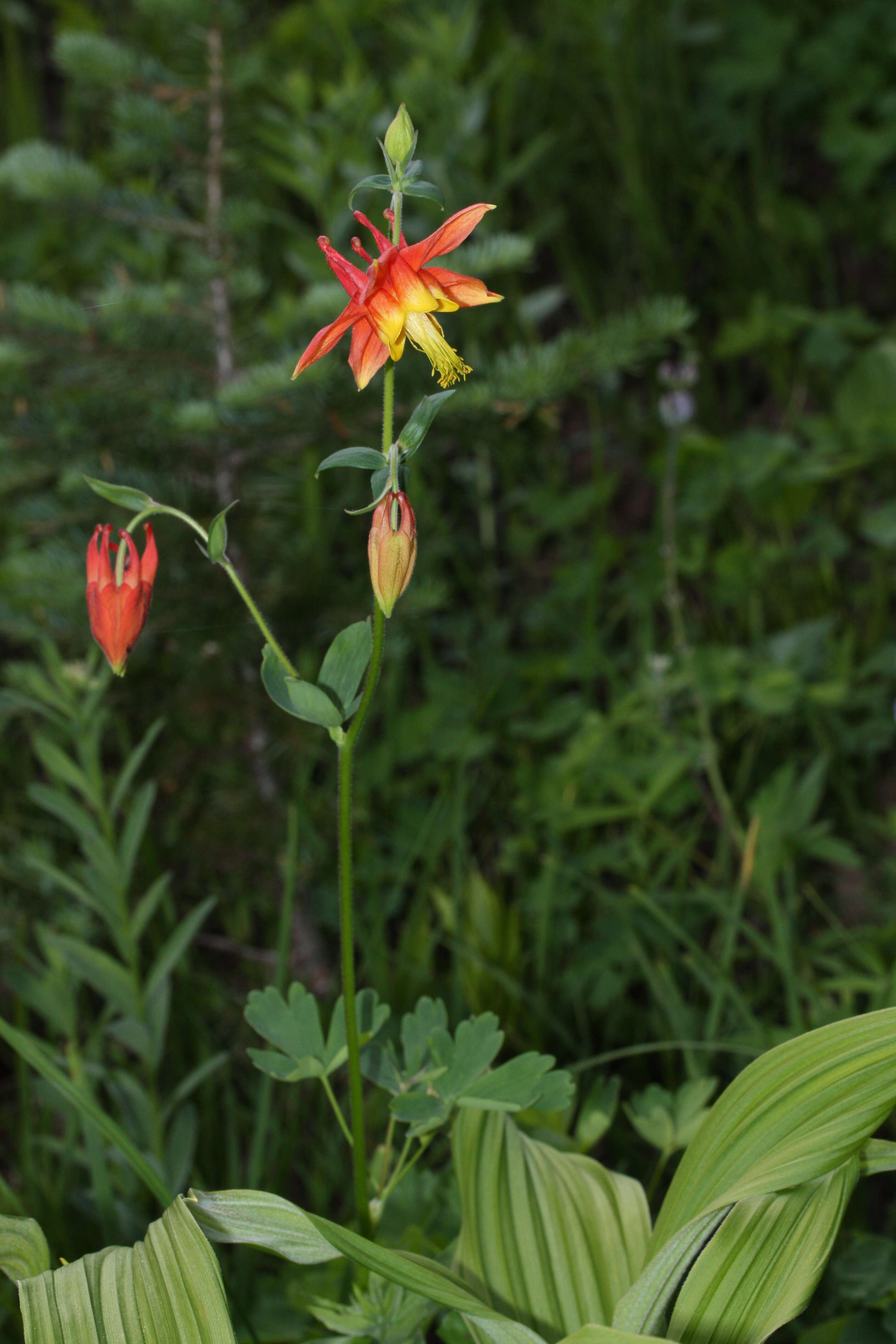 Image of western columbine