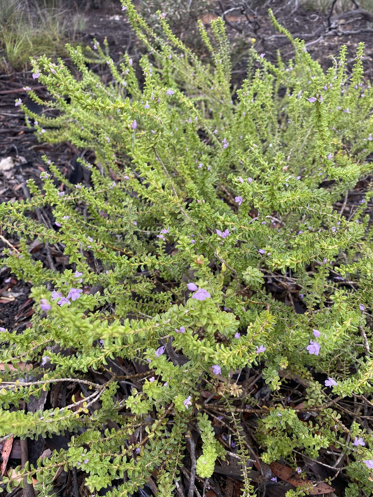 Imagem de Eremophila crassifolia (F. Muell.) F. Muell.