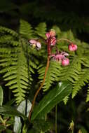 Image of pipsissewa