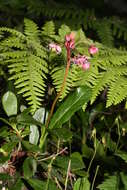 Image of pipsissewa