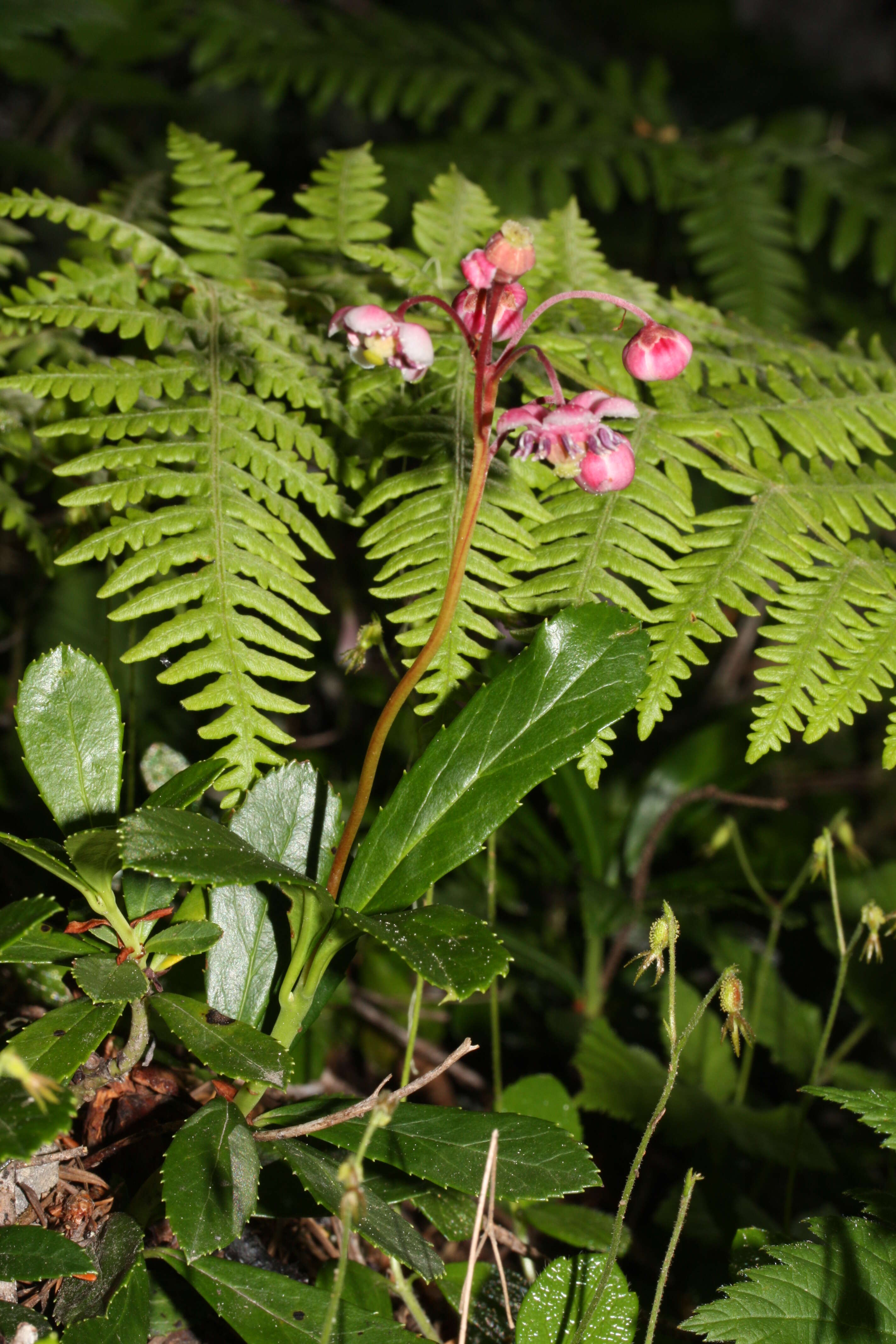 Image of pipsissewa