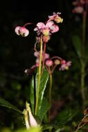 Image of pipsissewa