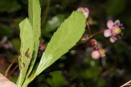 Image of pipsissewa