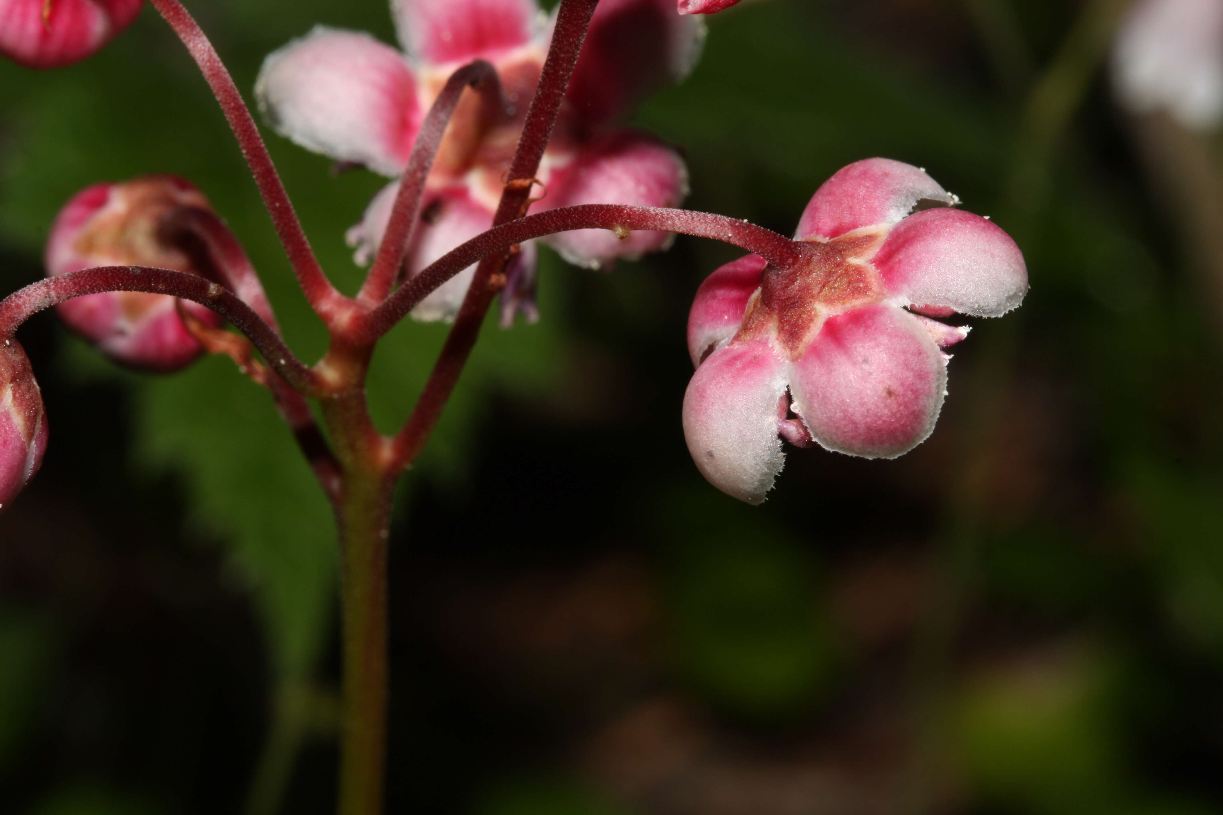 Image of pipsissewa